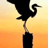 Great Blue Heron Silhouette paint by numbers