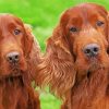 Irish Setter Dogs paint by numbers