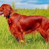 Irish Setter paint by numbers