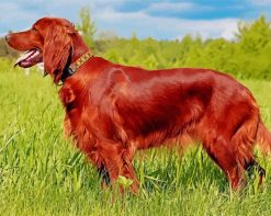 Irish Setter paint by numbers