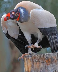 King Vulture Bird paint by numbers