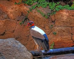 King Vulture paint by numbers