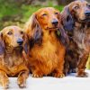Long Haired Dachshund Dogs paint by numbers