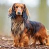 Long Haired Dachshund Standing paint by numbers
