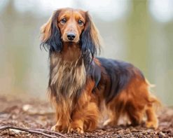 Long Haired Dachshund Standing paint by numbers