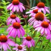 Pink Cone Flower paint by numbers