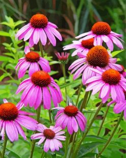 Pink Cone Flower paint by numbers