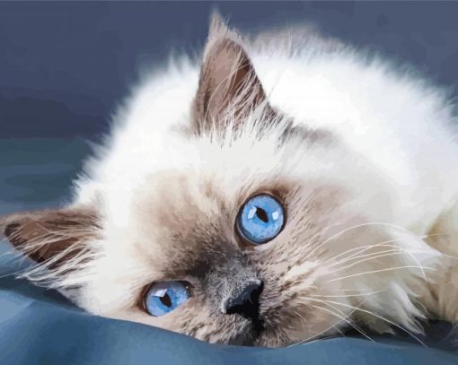 Ragdoll Cat Blue Eyes paint by numbers