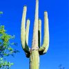 Saguaro Cactus Plant Paint by numbers