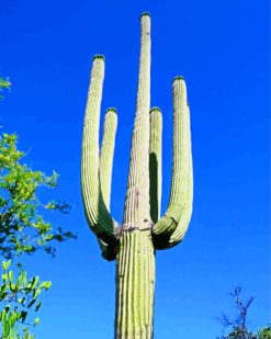 Saguaro Cactus Plant Paint by numbers