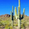 Saguaro Cactus paint by numbers