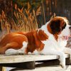 St Bernard Dog paint by numbers