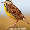 The Meadowlark Bird paint by numbers