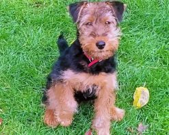 Welsh Terrier paint by numbers