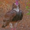 White Headed Vulture paint by numbers