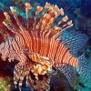 Aesthetic Red Lionfish paint by numbers