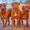 Aesthetic Bordeaux Dogs paint by numbers