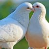 Beautiful White Doves paint by numbers