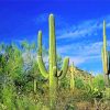 Cactus In Saguaro National Park