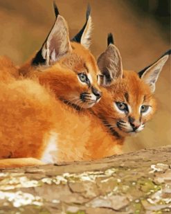 Cute Caracals paint By Numbers