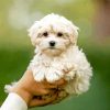 cute white Maltipoo paint by numbers