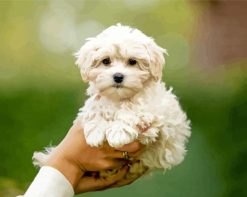 cute white Maltipoo paint by numbers