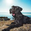 giant schnauzer at the beach paint by number