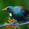 Honeyeater Tui On Branch Paint by numbers