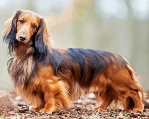 Long Haired Dachshund paint by numbers