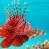 Red Lionfish paint by numbers