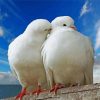 Romantic White Doves paint by numbers