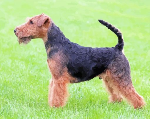 Cute Welsh Terrier Dog paint by numbers