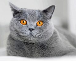 yellow eyes British Shorthair cat paint by numbers