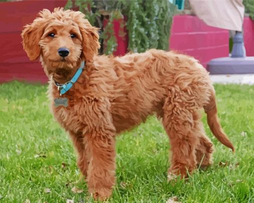 Beautiful Goldendoodle paint by numbers