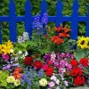 Beautiful Flowers And Fence paint by numbers