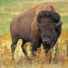 Bison Animal paint by numbers