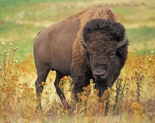 Bison Animal paint by numbers