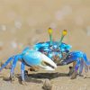 Blue Crab paint by numbers