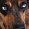 Catahoula Eyes paint by numbers