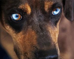 Catahoula Eyes paint by numbers