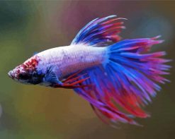 Colorful Purple Betta Fish paint by numbers