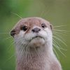 Cute Otter Head paint by numbers