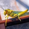 Desert Locust Insect paint by numbers