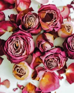 Dried Roses paint by number