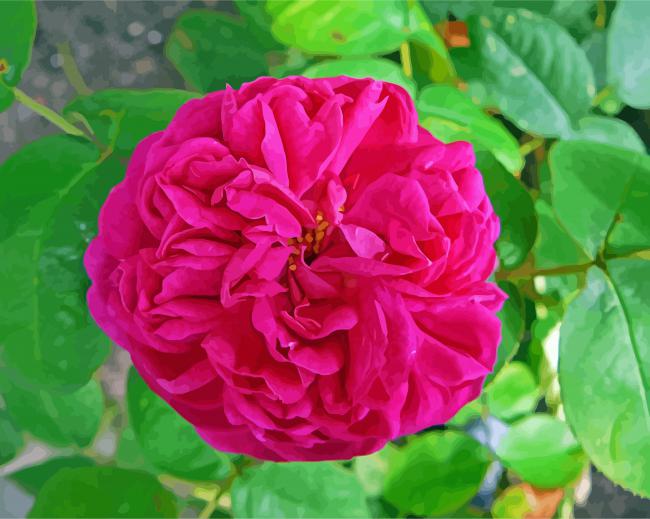 Fuchsia Musk Rose paint by numbers