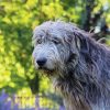 Grey Irish Wolfhound paint by numbers