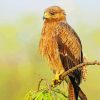 Indian Spotted Eagle Bird paint by numbers