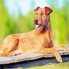 Irish terrier dog paint by number