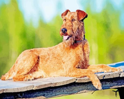 Irish terrier dog paint by number