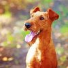 Irish terrier paint by numbers